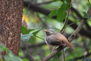 The Jungle Babbler in the Wild | Near Kihim Beach, Alibaug