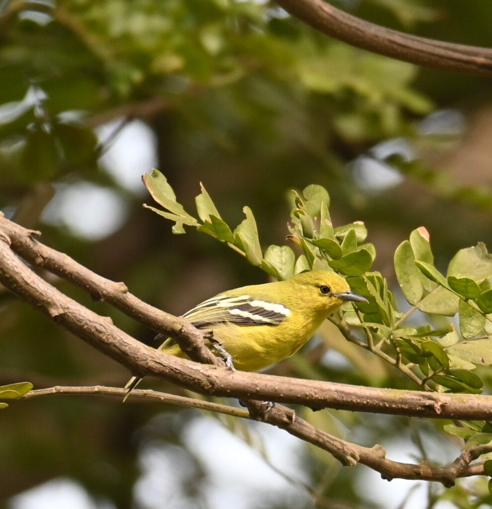 kihim beach alibaug trip bird photography