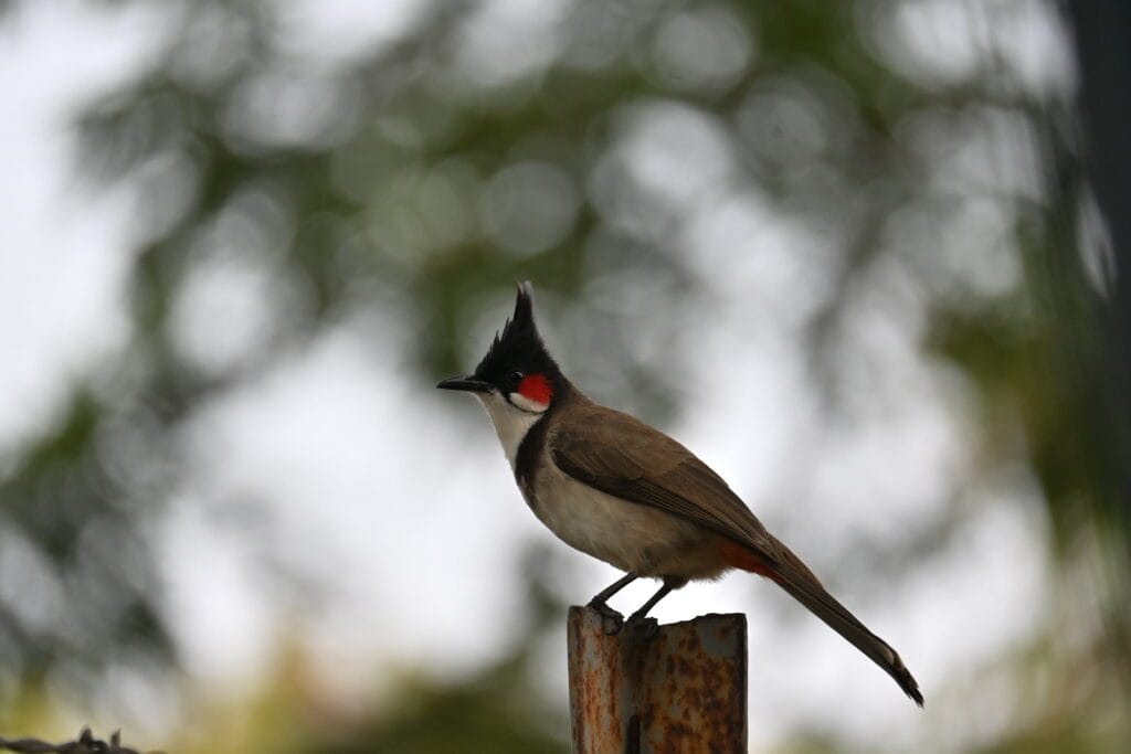 kihim beach alibaug trip bird photography"
