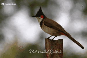 Red-vented Bulbul perched near Khim Beach Alibaug Maharashtra
