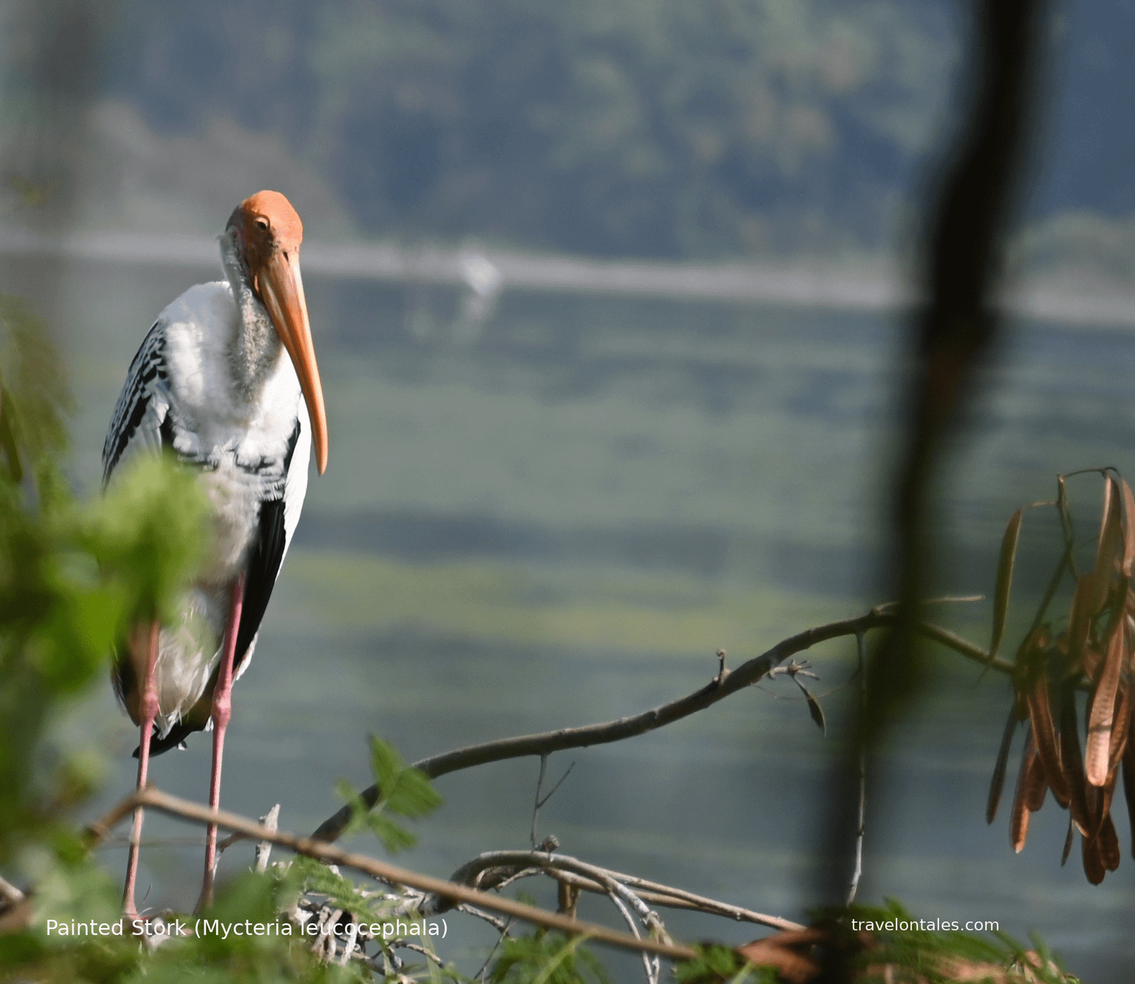 Painted Stork at the Ujani backwaters, Bhigwan