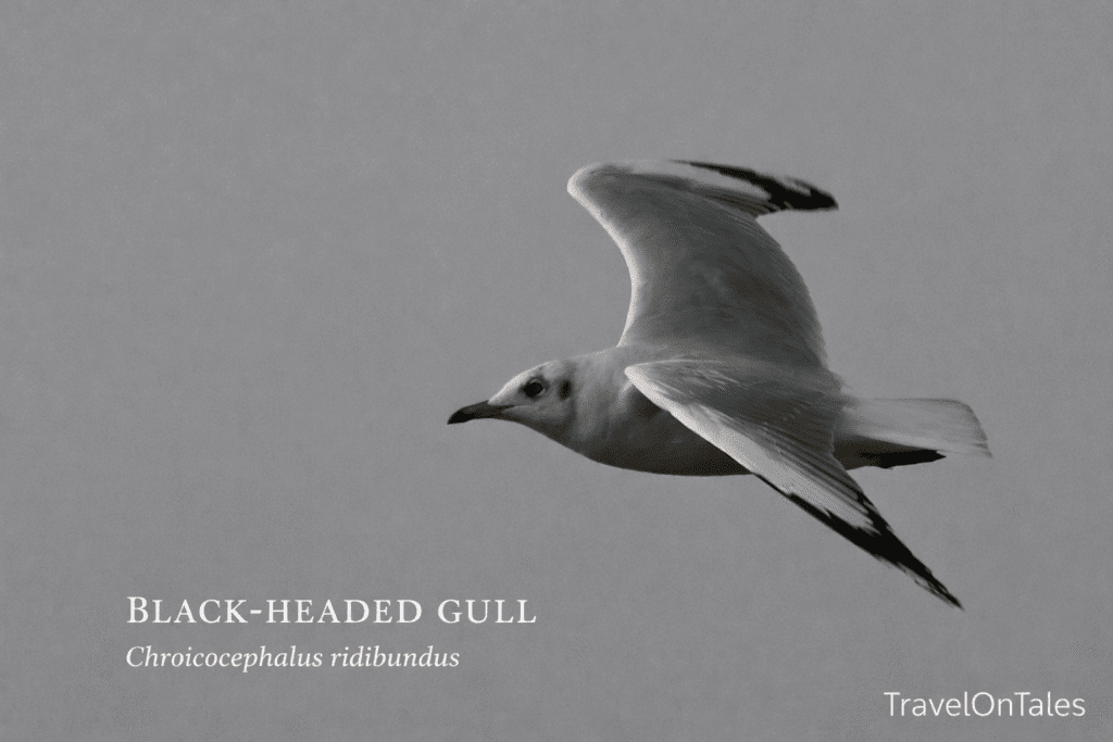 A gull in flight over the water