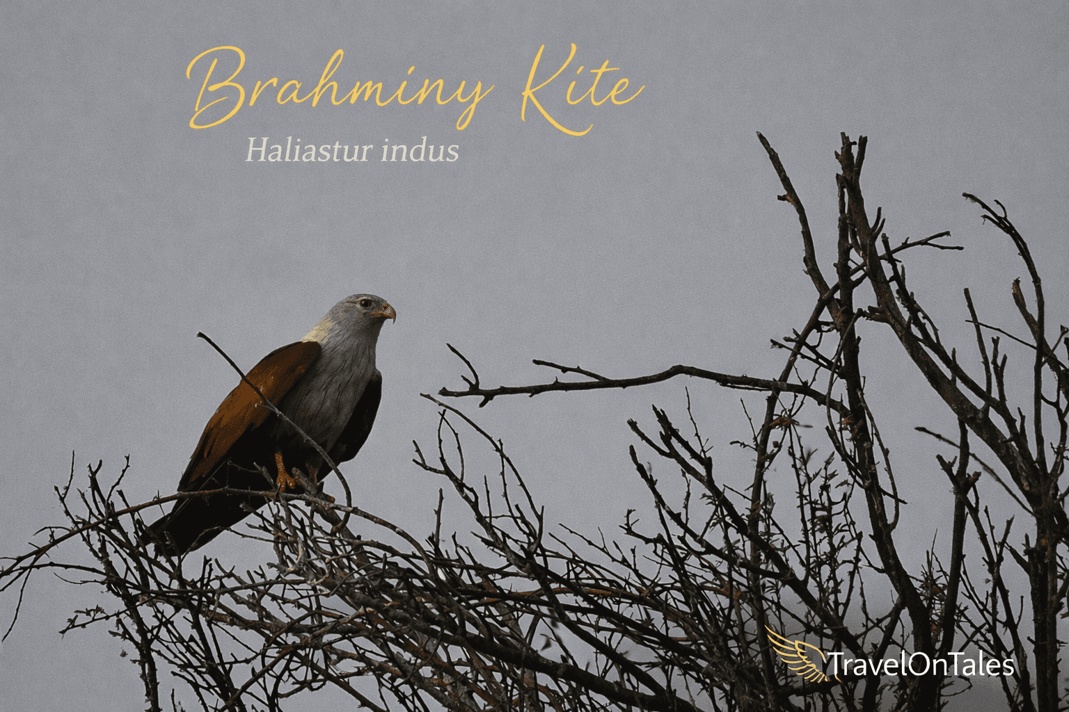 Brahminy Kite showing chestnut body and white head
