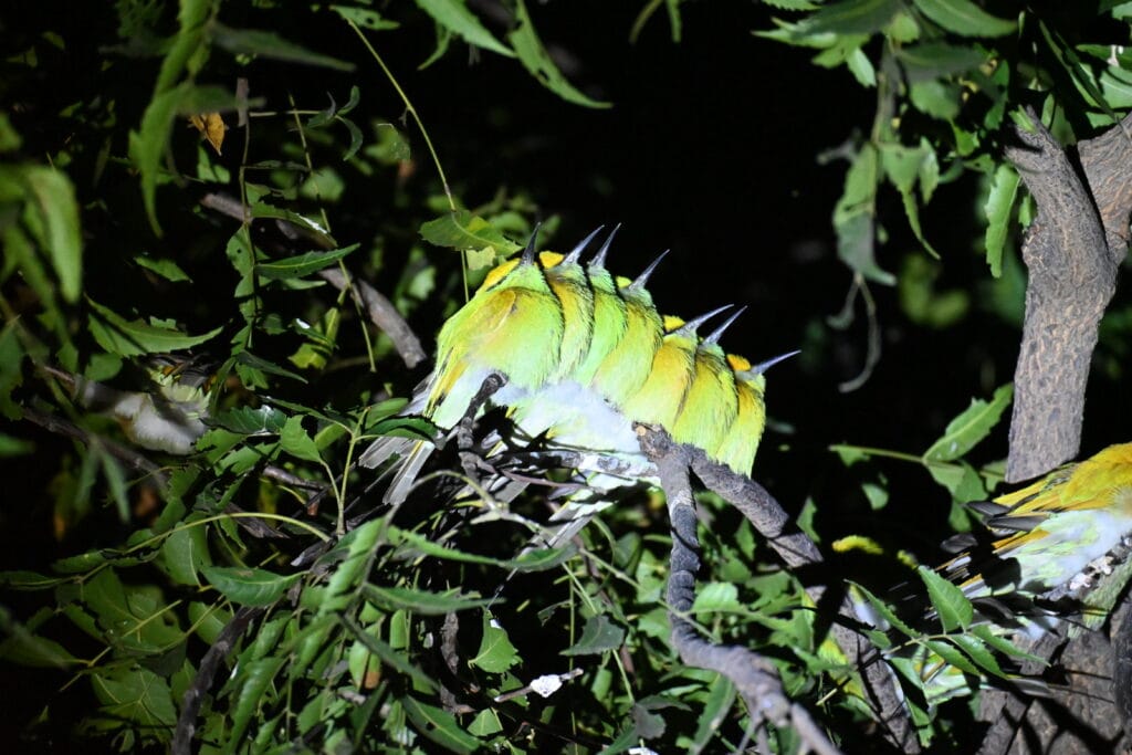 Green Bee-eaters Sleeping on Tree | Bhigwan Night Safari Wildlife Moment