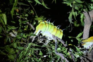 Green Bee-eaters Sleeping on Tree | Bhigwan Night Safari Wildlife Moment