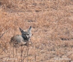 Indian Fox (Vulpes bengalensis) resting in grassland at Bhigwan Bird Sanctuary, Maharashtra – © TravelOnTales