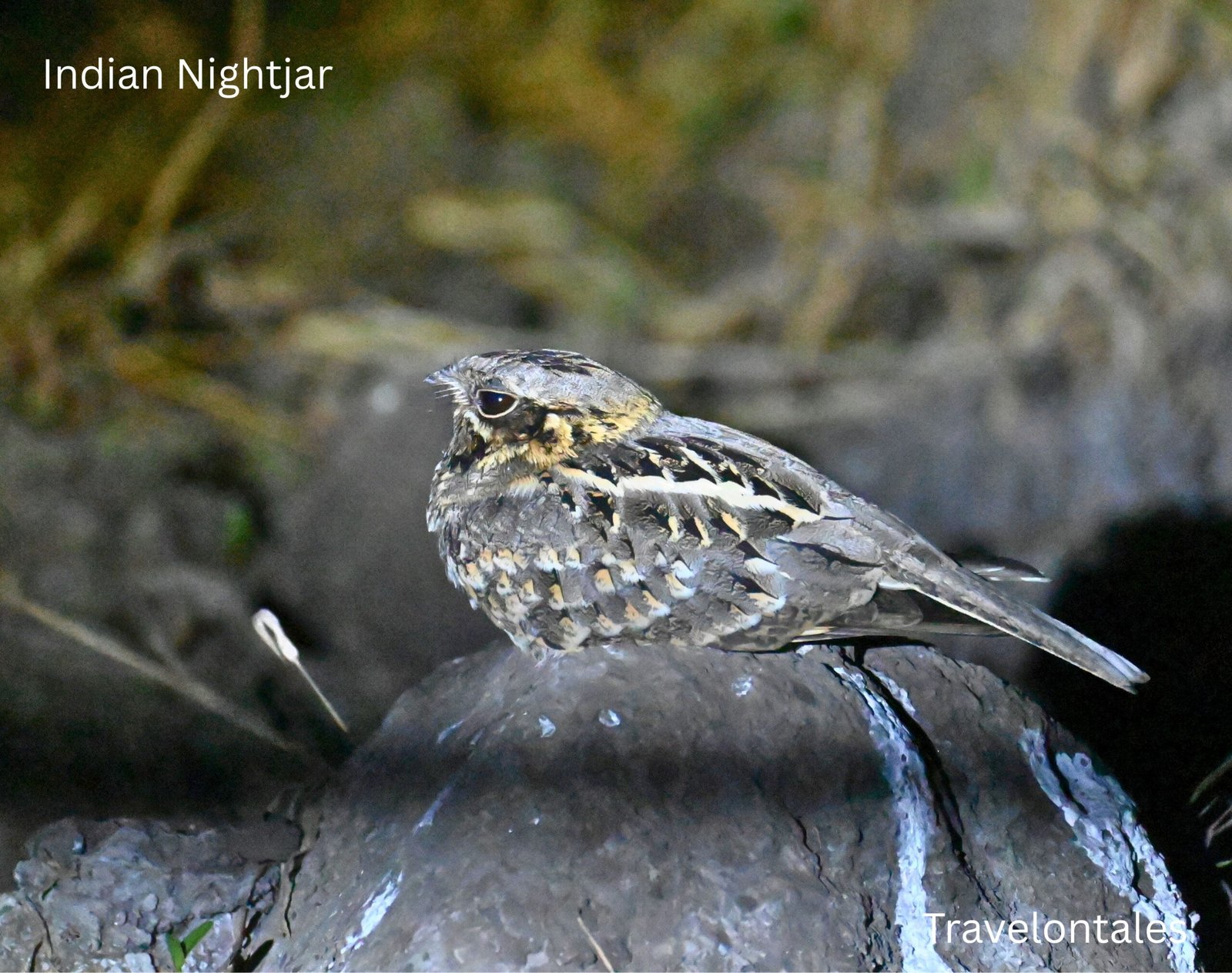 Indian Nightjar Caprimulgus asiaticus night safari Bhigwan