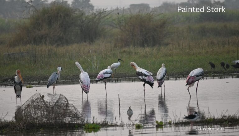 Painted Stork in Bhigwan Wetlands – Elegant Bird Reflection Photography — Bhigwan