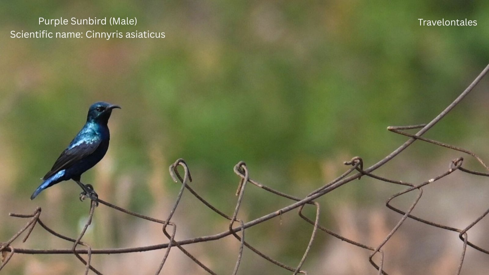 Male Purple Sunbird in breeding plumage showing iridescent purple-black