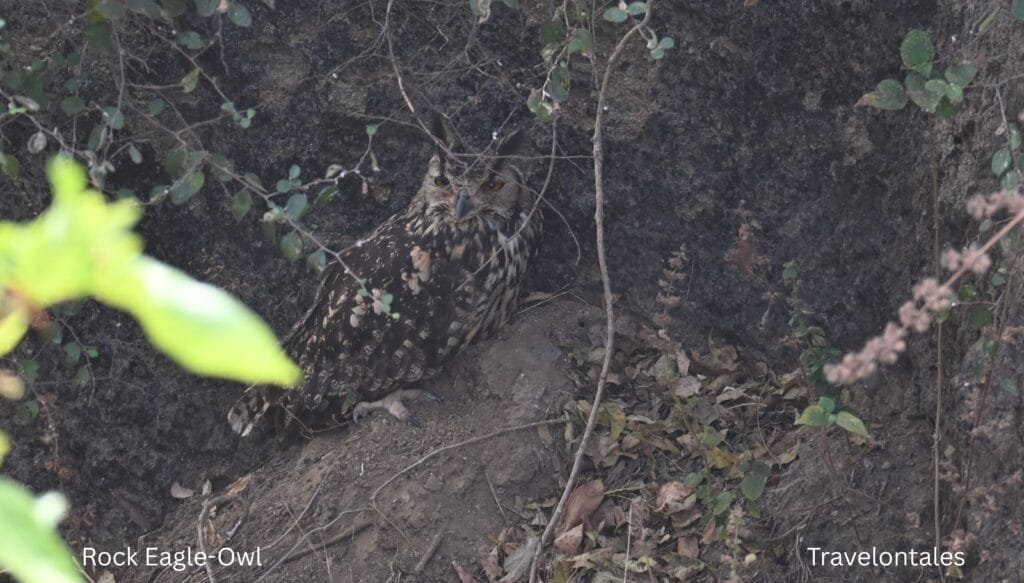 A rock eagle-owl roosting in a dark rocky hollow at Bhigwan
