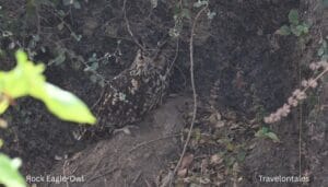 Rock Eagle-Owl (Bubo bengalensis) roosting inside a dark basalt rock crevice at Bhigwan Bird Sanctuary, Maharashtra — amber eyes visible in shadow,