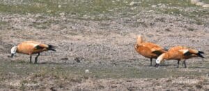 Ruddy Shelduck (Brahminy Duck) in India | Wildlife Photography at Bhigwan | TravelOnTales