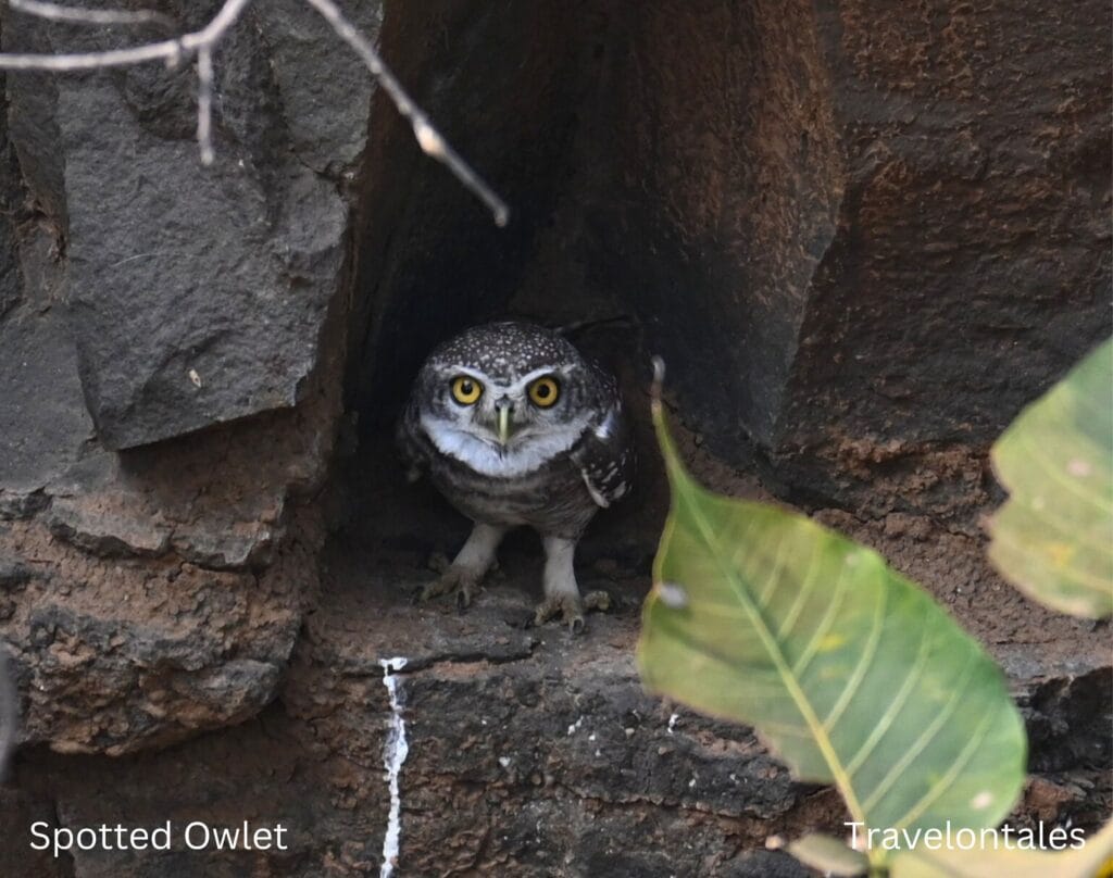 "Spotted Owlet of Bhigwan: The Tiny Guardian of the Safari Rocks"