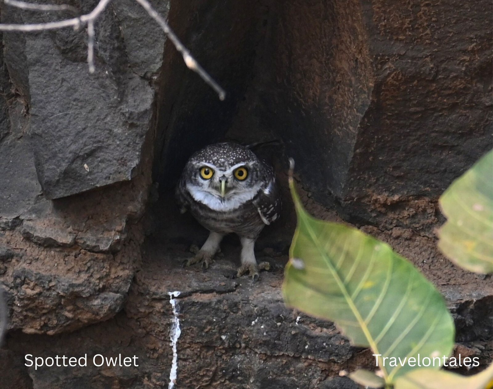 Spotted Owlet Athene brama Bhigwan
