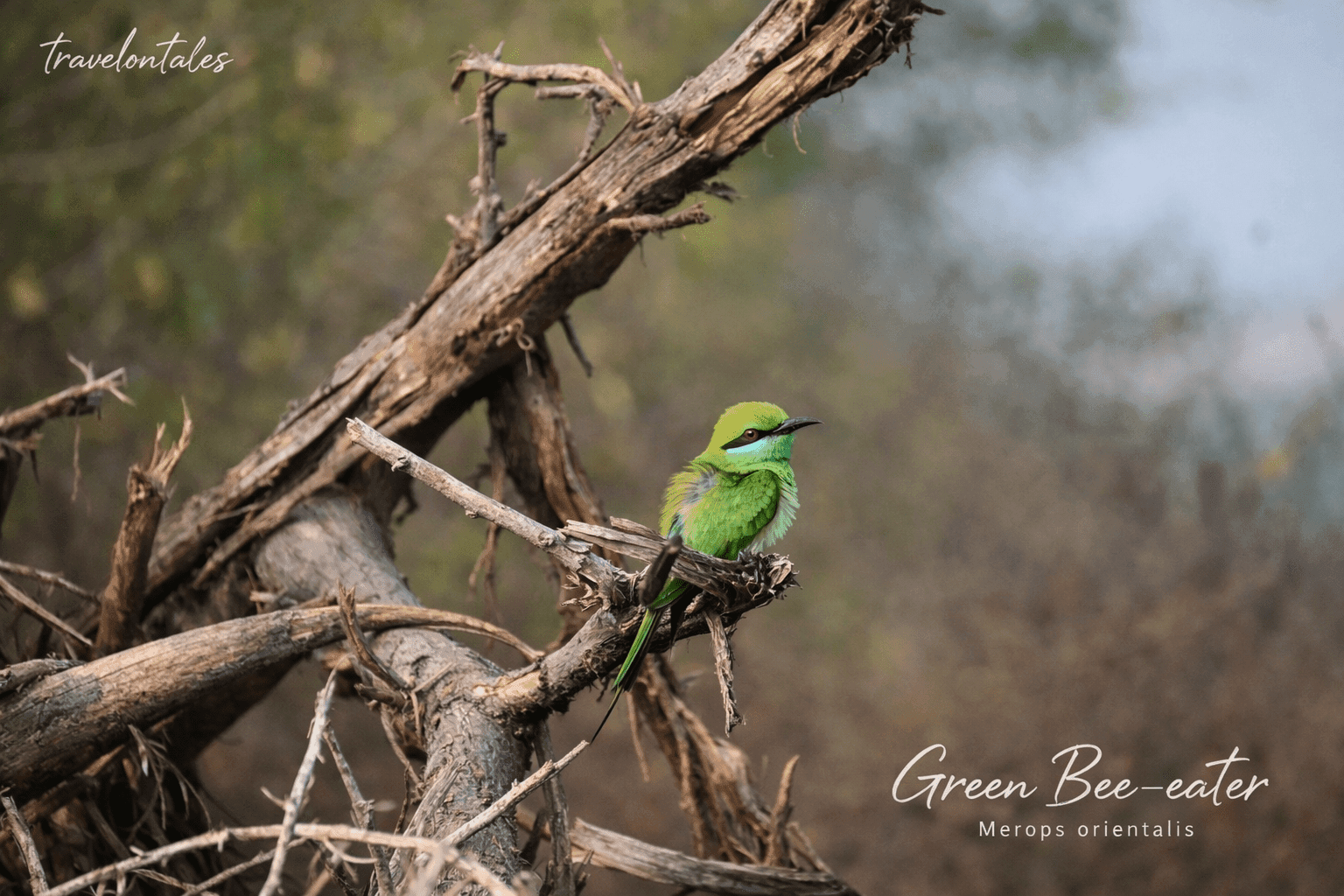 Green Bee-Eater, Bhigwan — Birdsong bird photography TravelOnTales