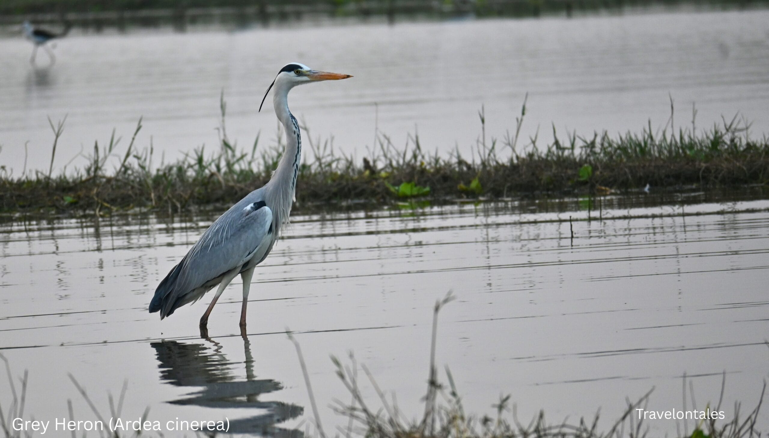 Grey Heron Ardea cinerea Bhigwan