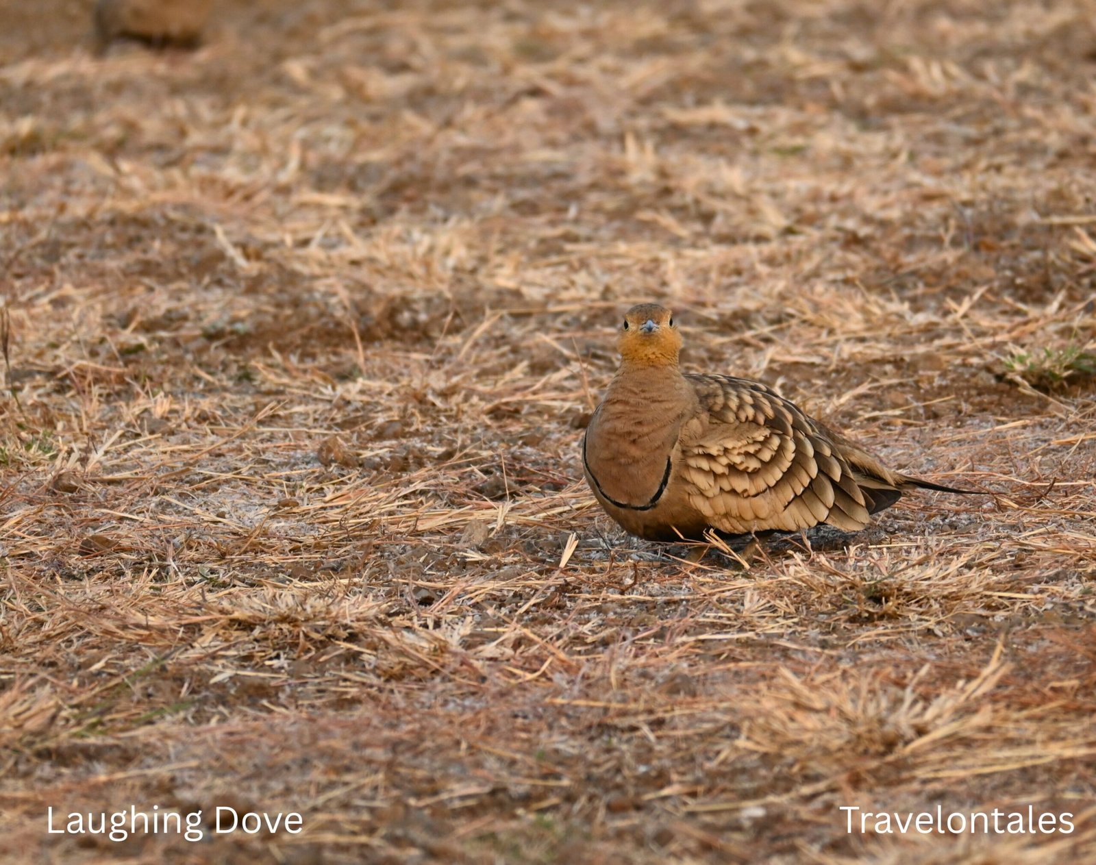Laughing Dove Spilopelia senegalensis India