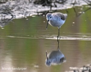Marsh Sandpiper walking in shallow water with clear reflection in Bhigwan wetlands