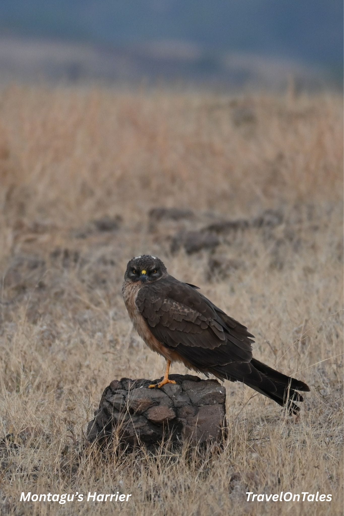 Montagu's Harrier in flight over Kadbanwadi Grasslands, Bhigwan Bird Sanctuary Maharashtra