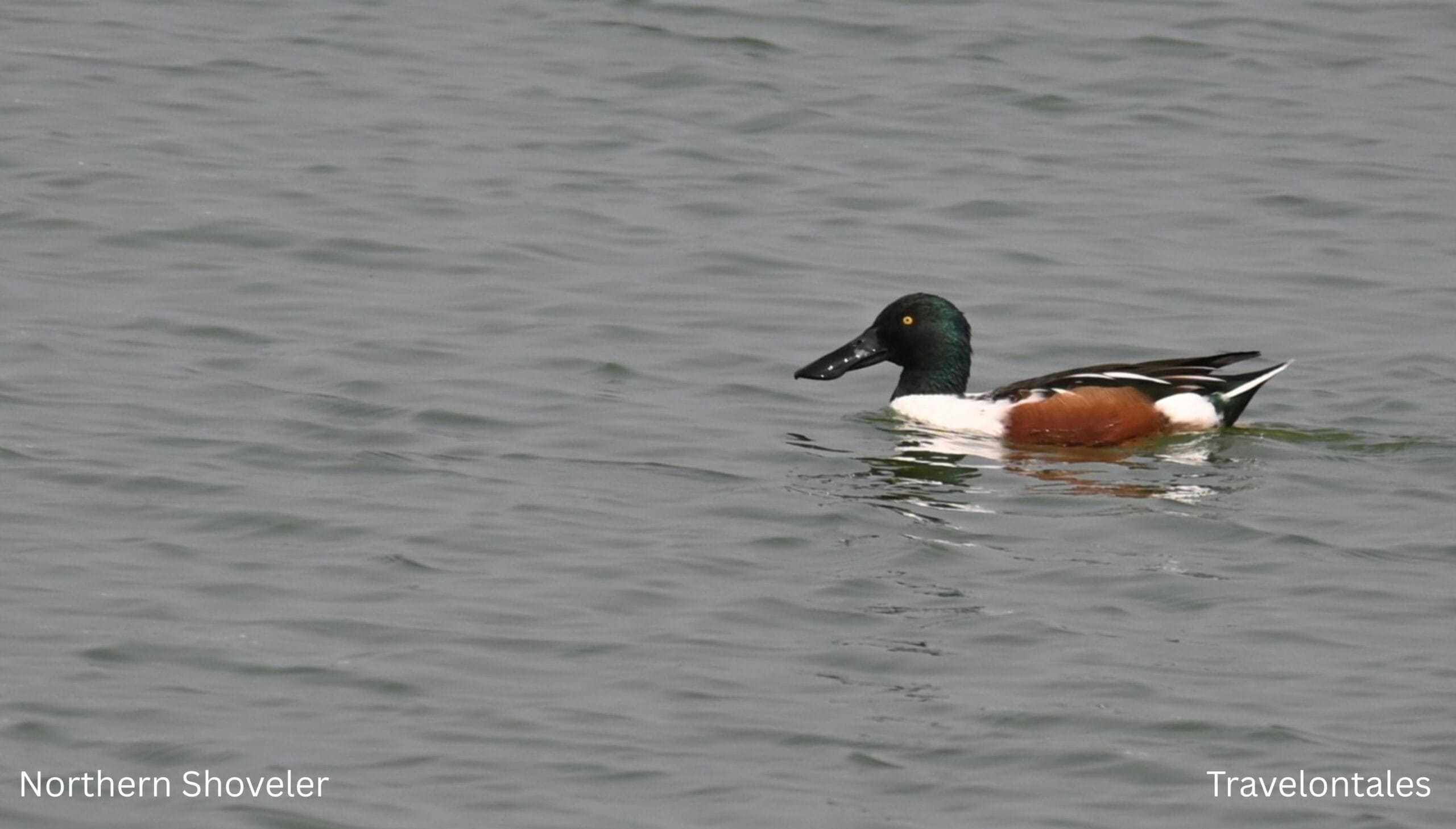 Northern Shoveler Spatula clypeata Bhigwan migratory duck