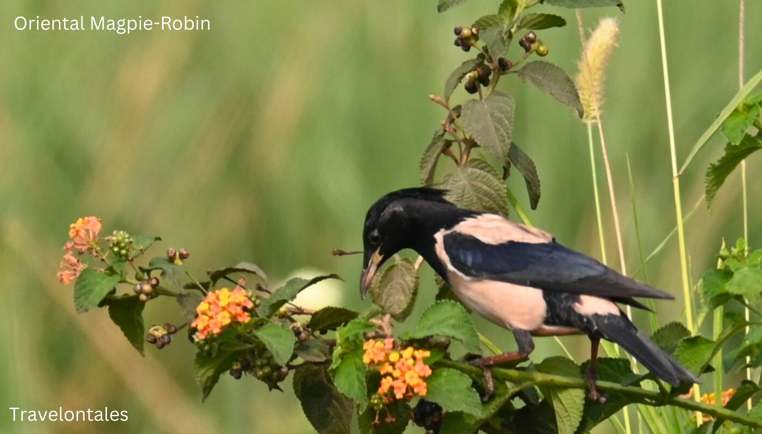 Oriental Magpie Robin, Bhigwan bird sanctuary