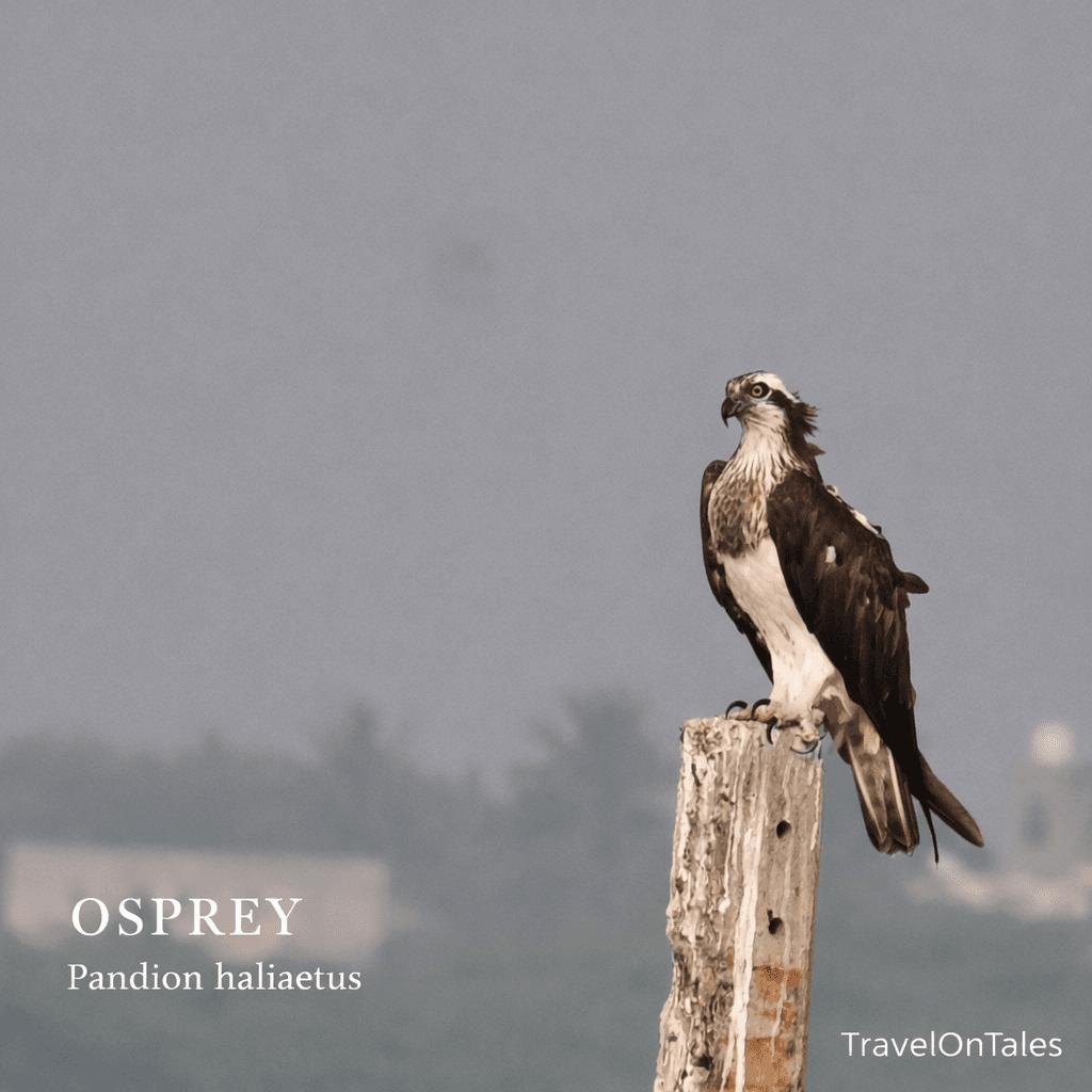 Osprey in flight Bhigwan reservoir