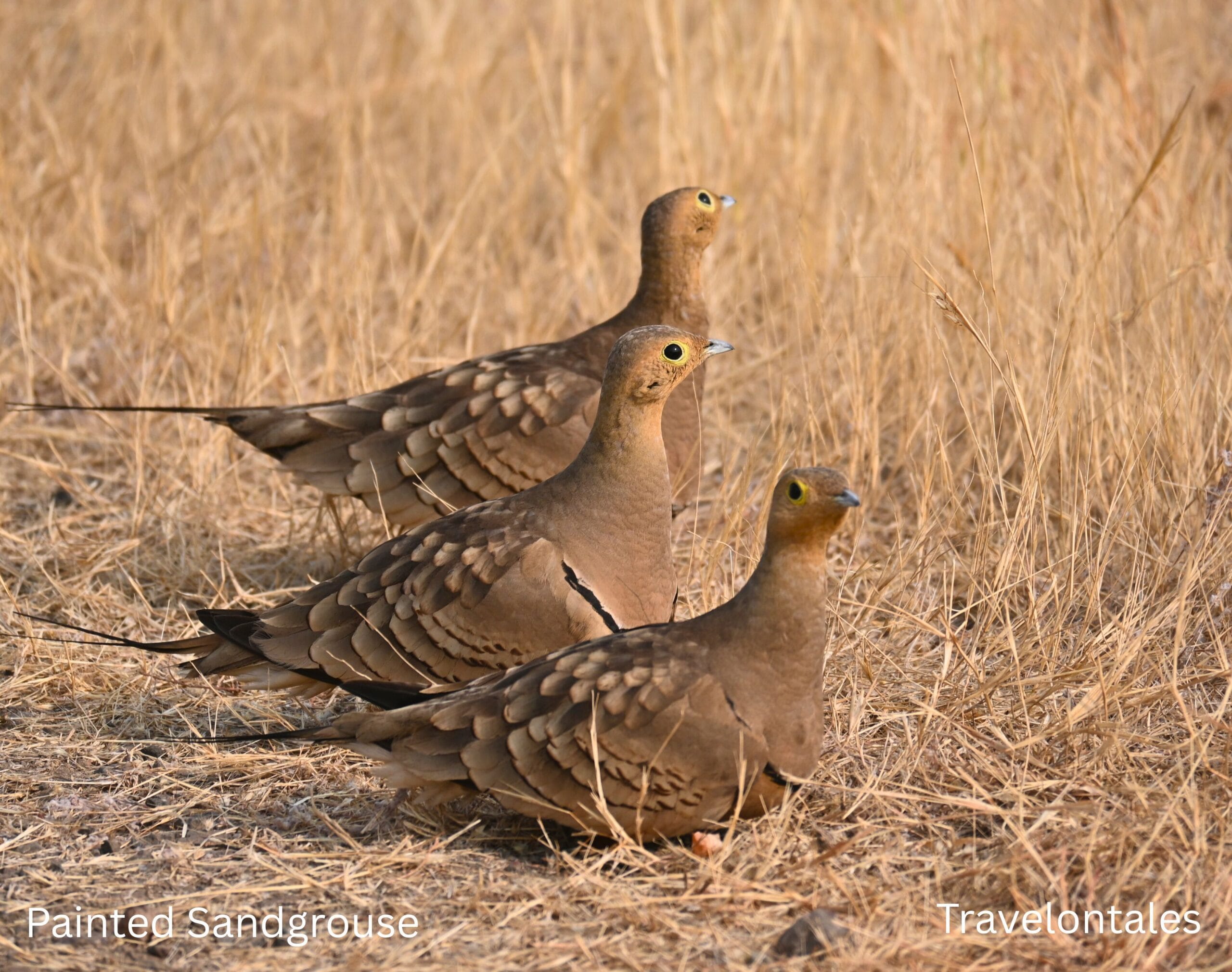 Painted Sandgrouse Pterocles indicus Bhigwan