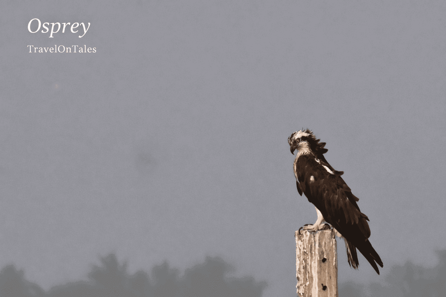 Osprey in flight over the Ujani backwaters at Bhigwan