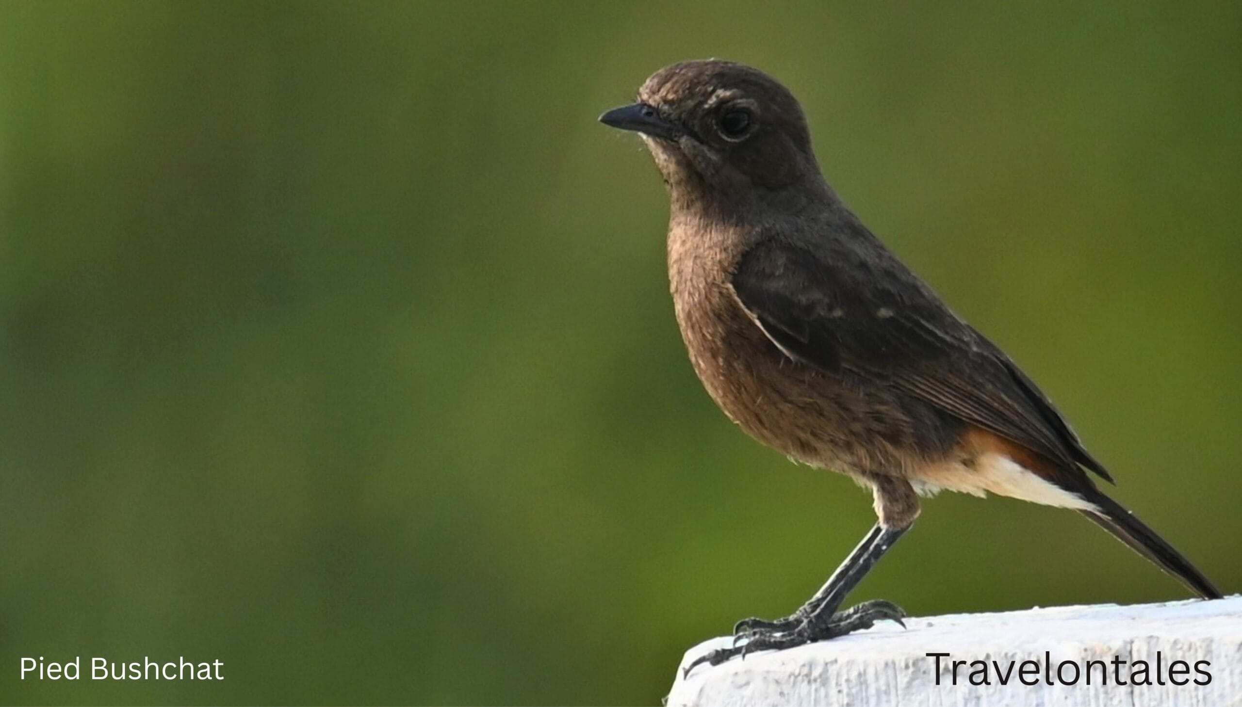 Pied Bushchat Saxicola caprata Bhigwan grassland