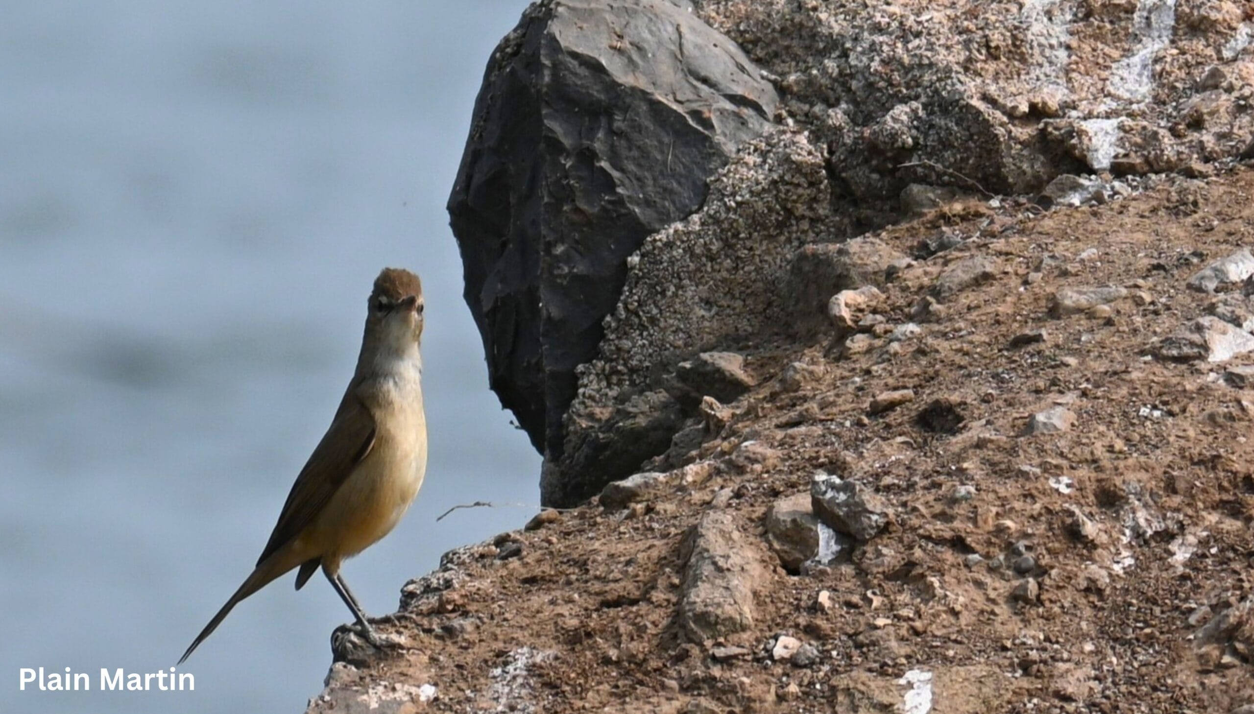 Plain Martin Riparia paludicola Bhigwan