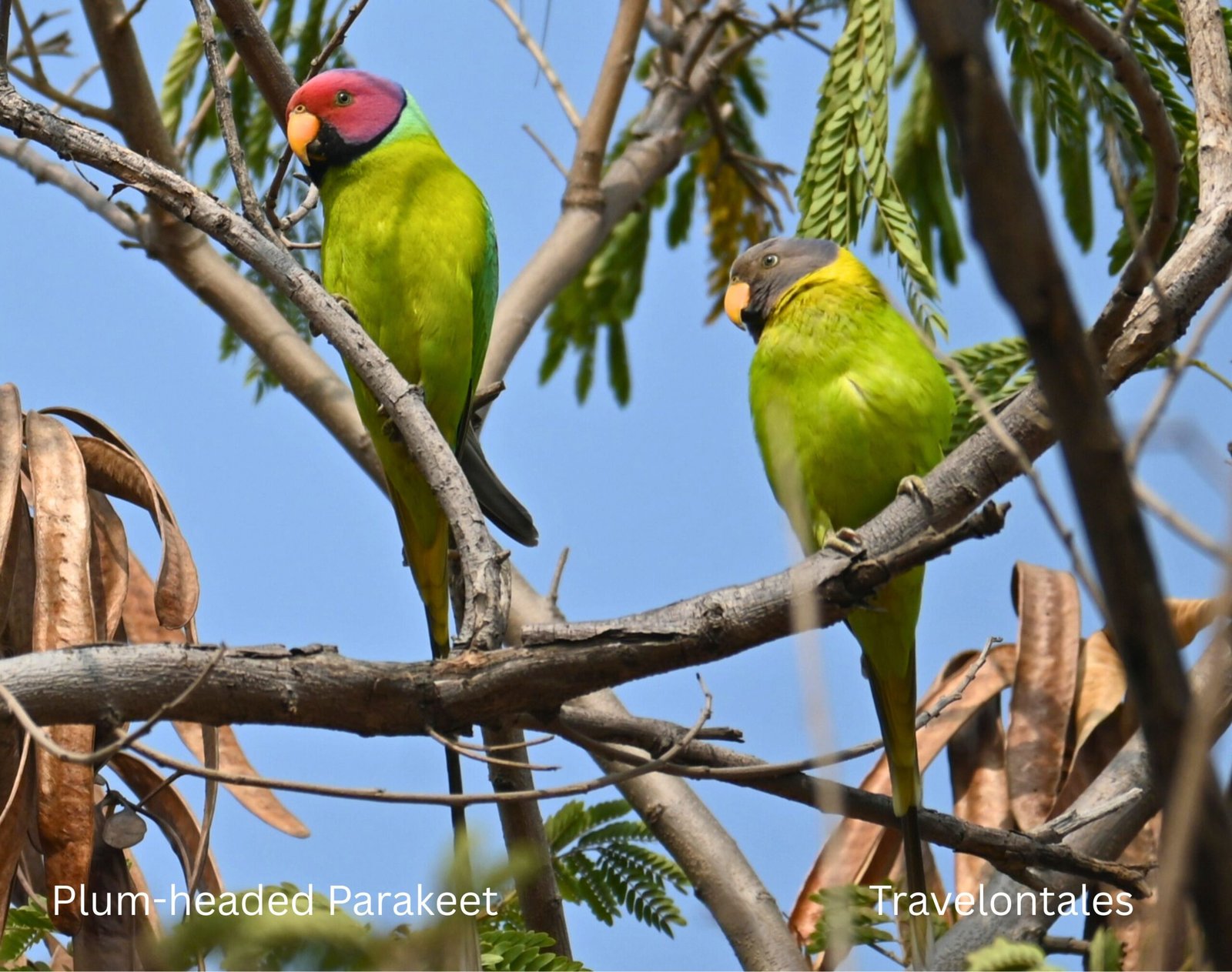 Plum-headed Parakeet Psittacula cyanocephala Maharashtra