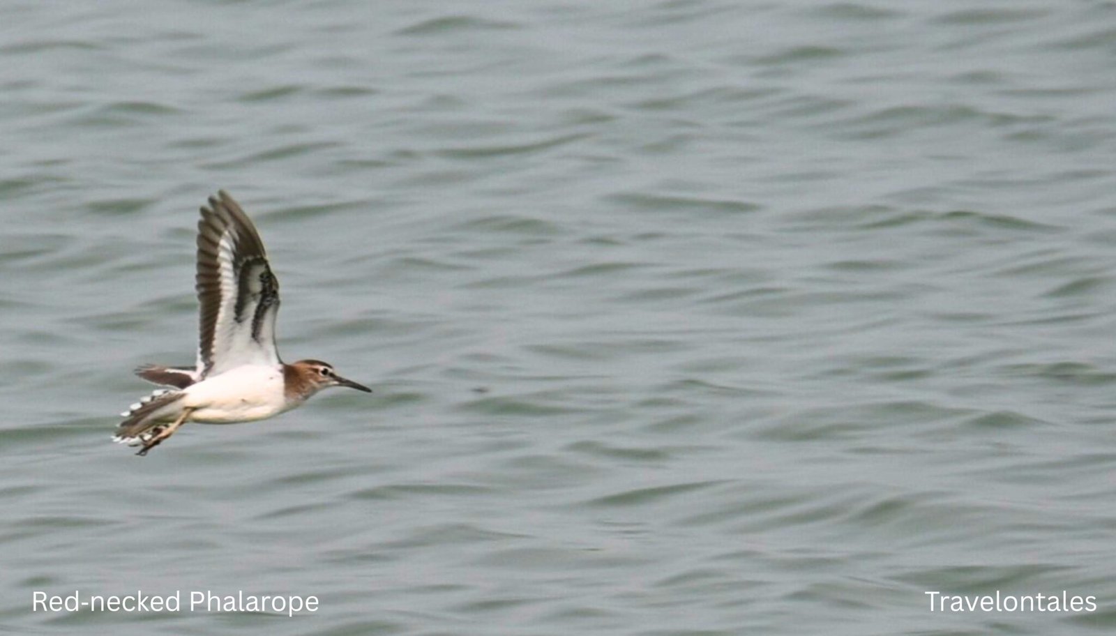 Bhaware Insect Bhigwan Bird Sanctuary – Complete Travel & Birding Guide - Travelontales