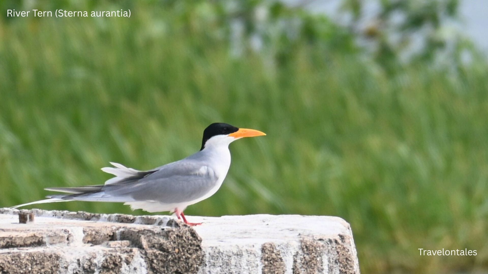 River Tern Sterna aurantia Bhigwan Ujani