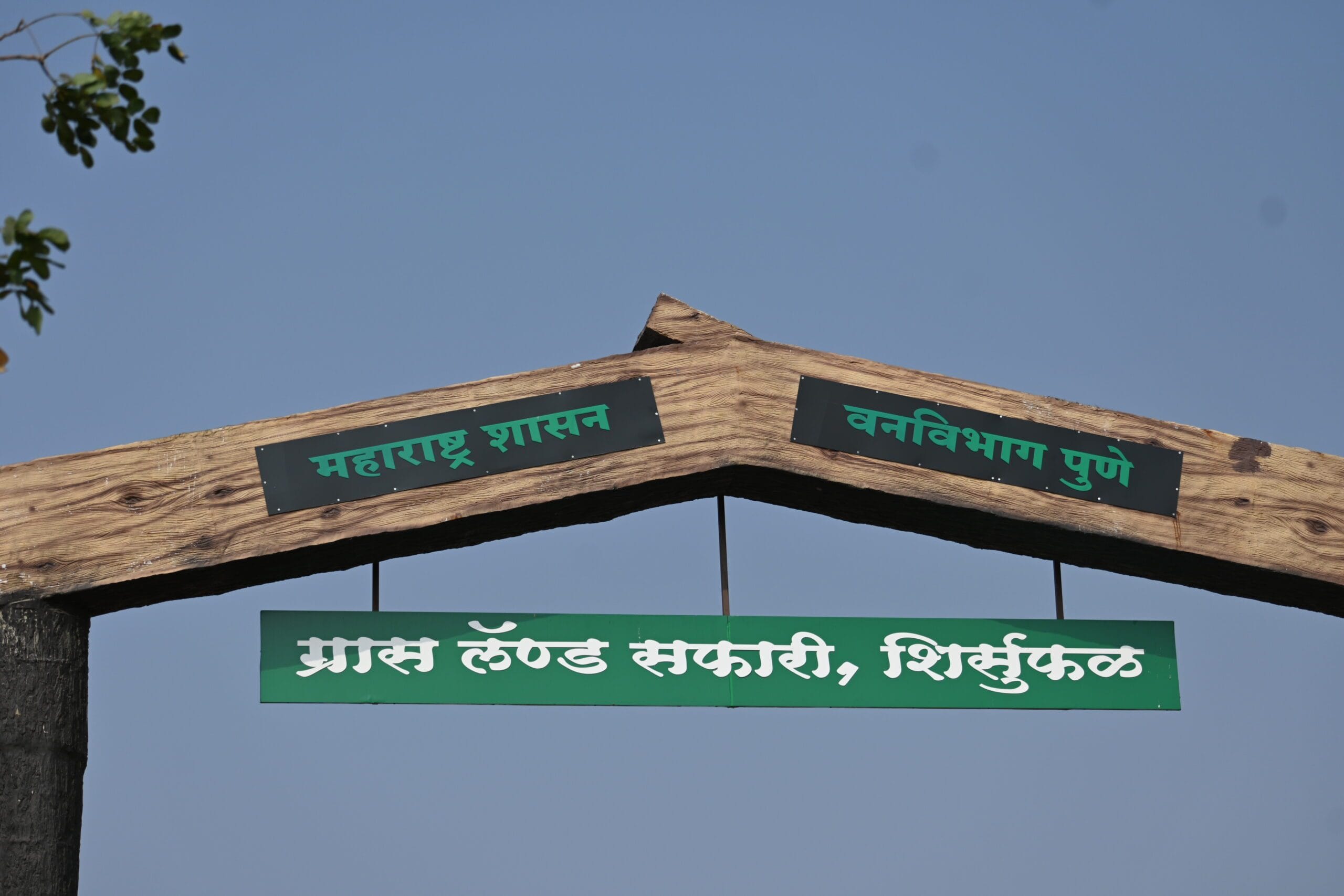 Shirsufal grasslands Baramati bird watching