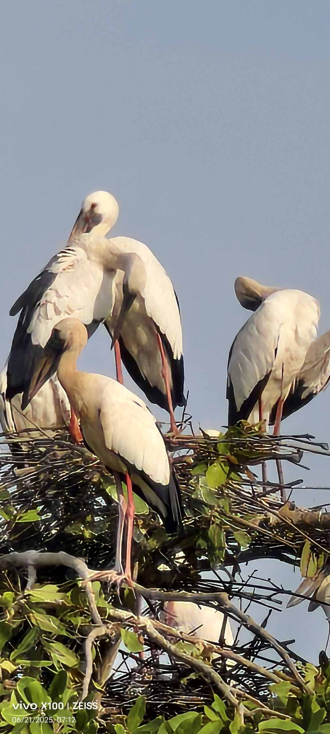 Asian Openbill Stork (Anastomus oscitans) at Tadoba — bird photography TravelOnTales