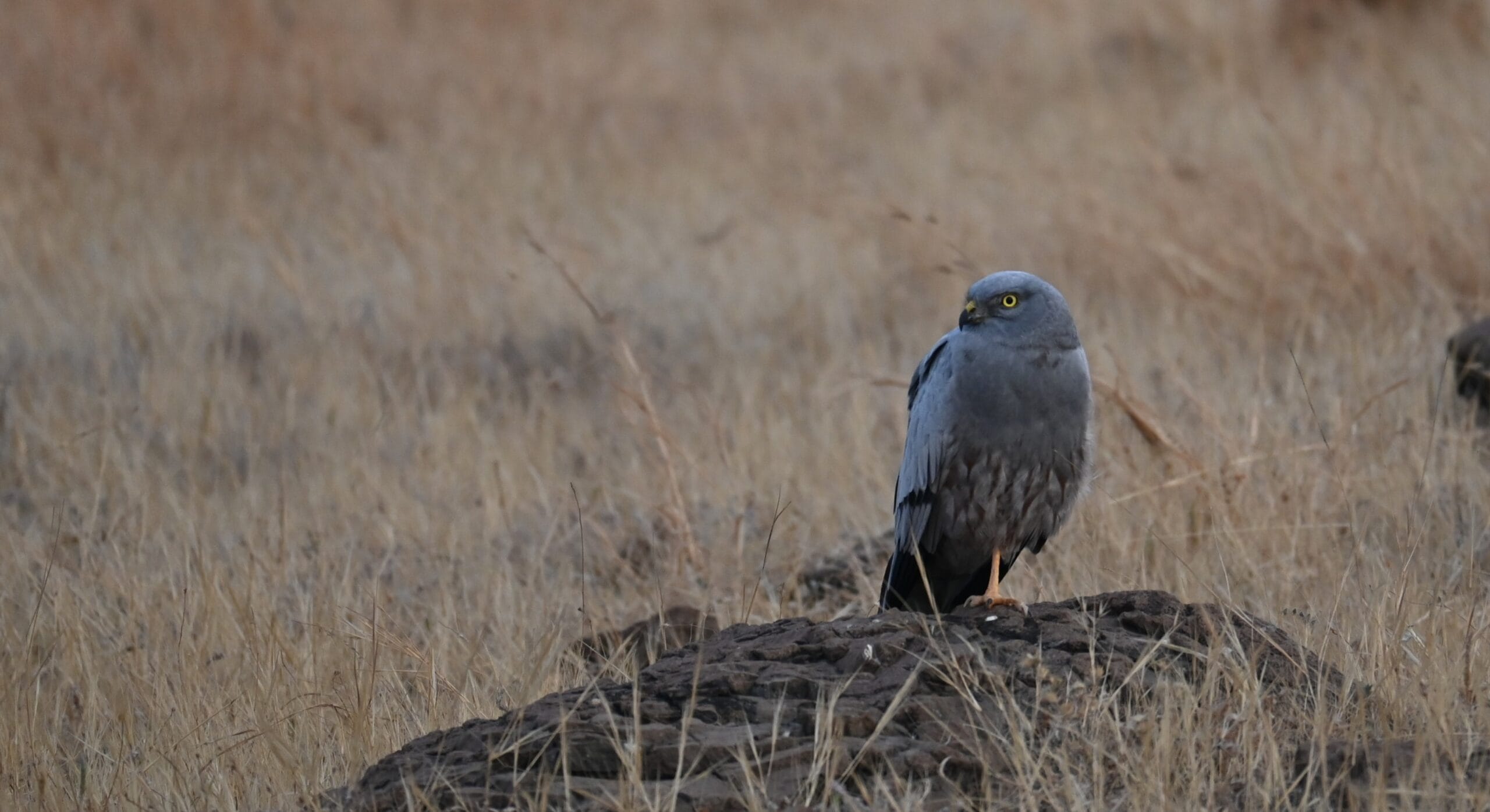 Male Montagu's Harrier close portrait on basalt rock at Kadbanwadi Bhigwan showing slate-blue plumage and bright yellow eye