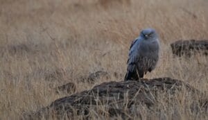 Montagu's Harrier at Bhigwan