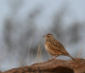 Ashy-crowned Sparrow Lark Bhigwan – Bird Photography