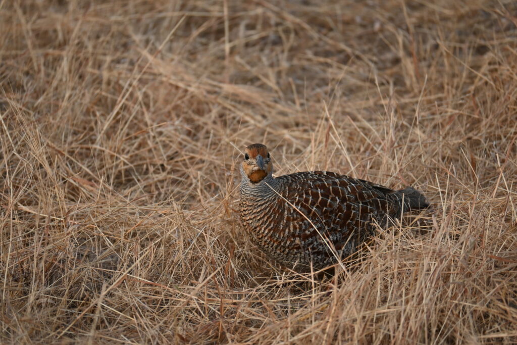 Grey Francolins (Francolinus pondicerianus) at Bhigwan