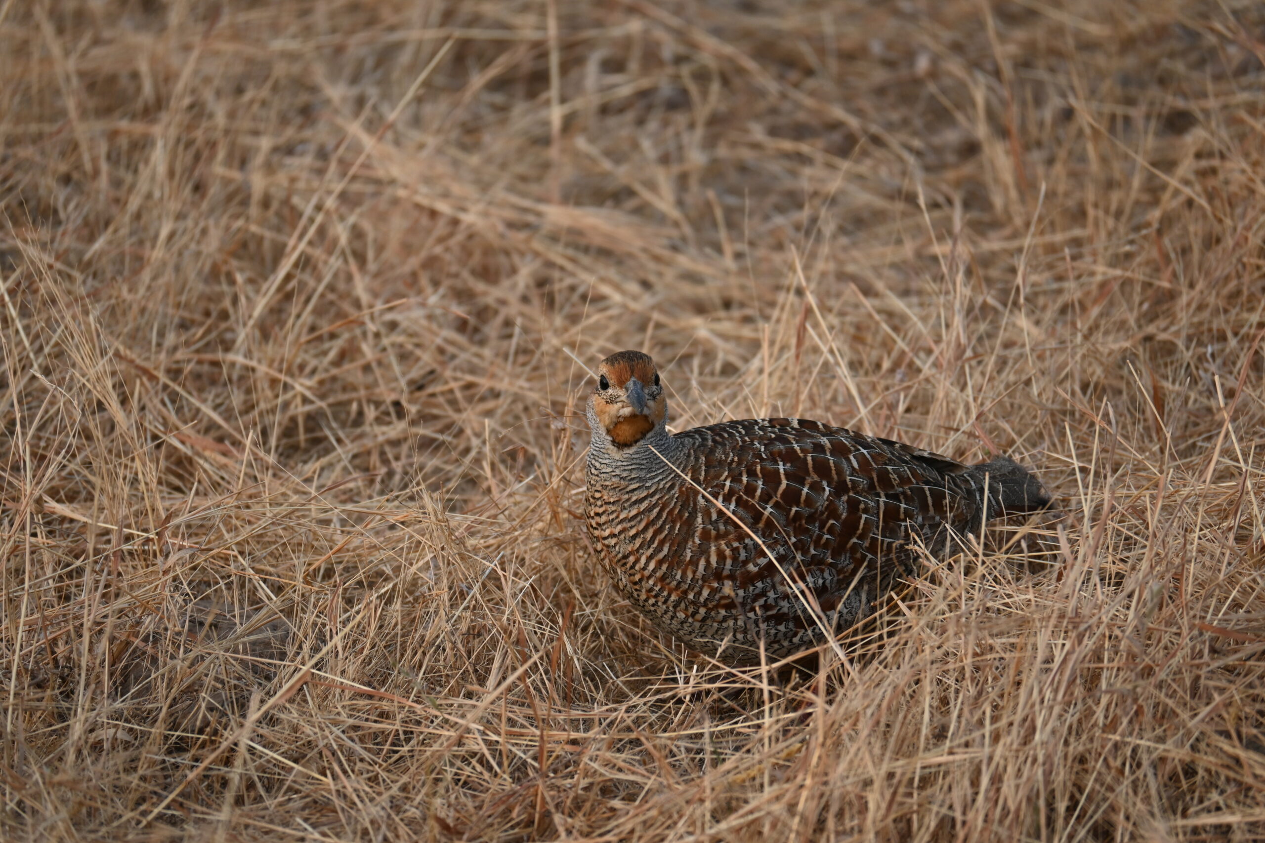 Grey Francolin standing alert side profile Kadbanwadi Grasslands Bhigwan bird sanctuary Maharashtra