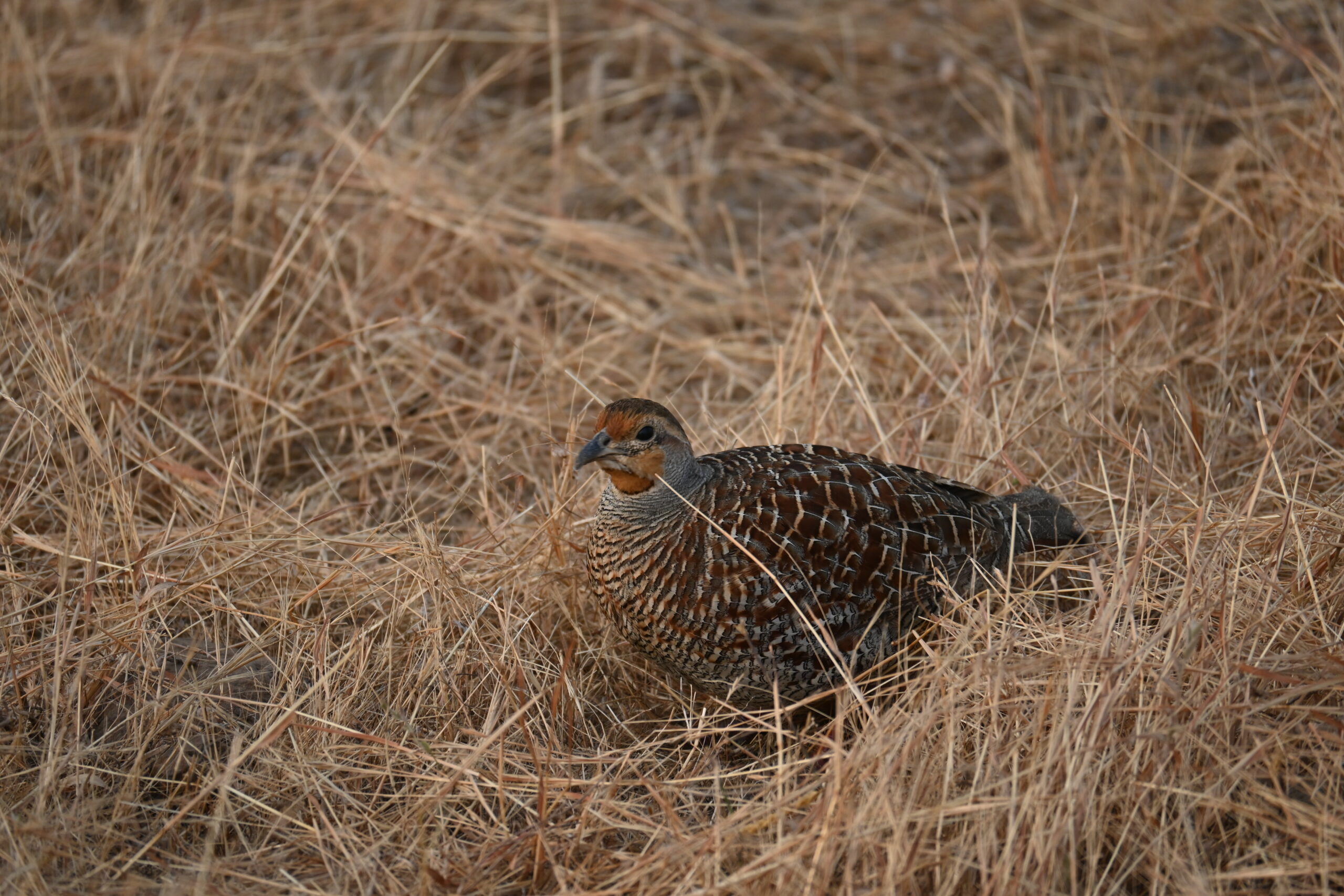 Grey Francolin low in grass Kadbanwadi Bhigwan Maharashtra