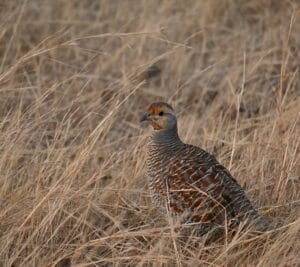 Grey Francolins (Francolinus pondicerianus)