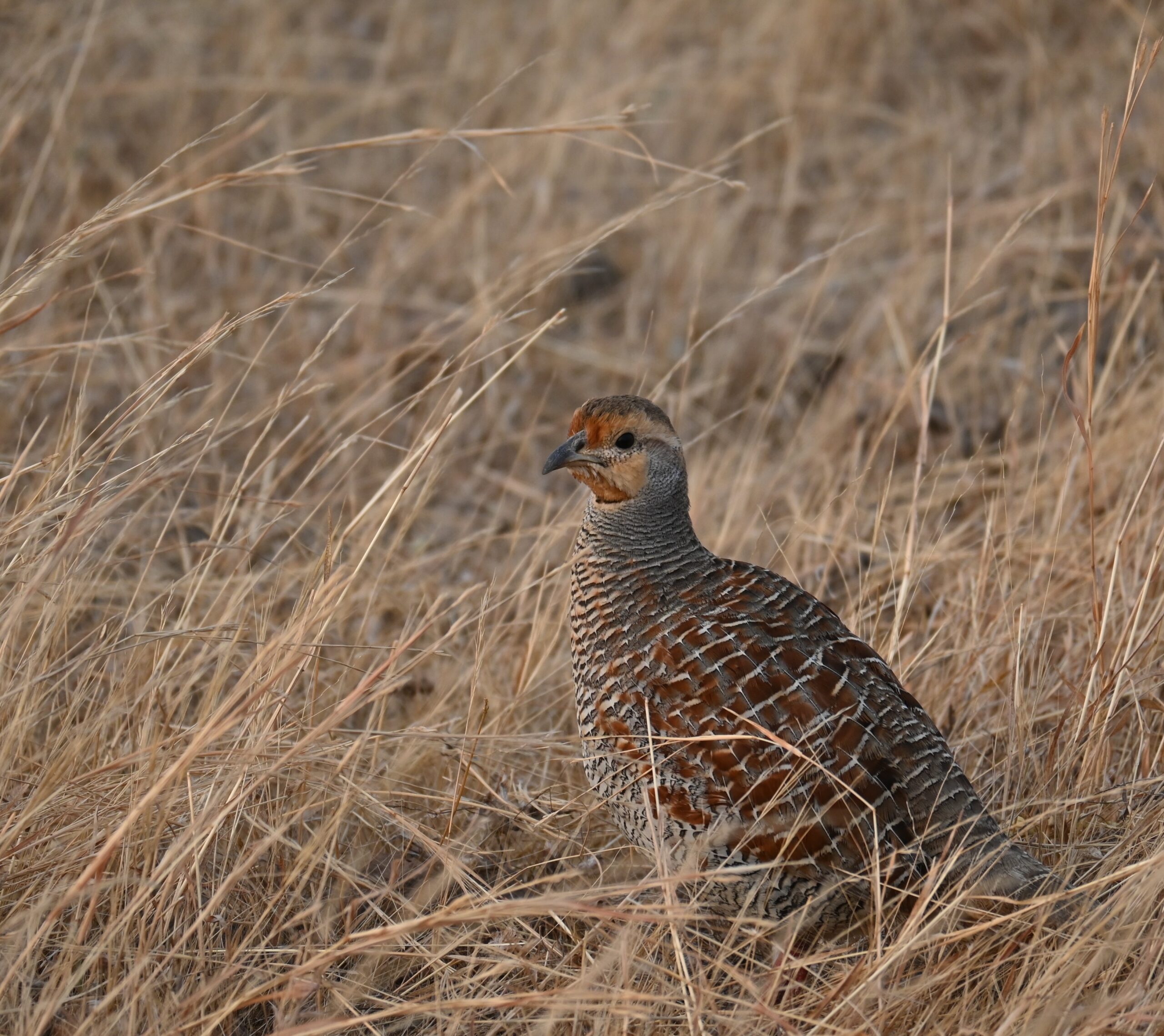 Grey Francolin Francolinus pondicerianus in dry grassland at Kadbanwadi Bhigwan Maharashtra