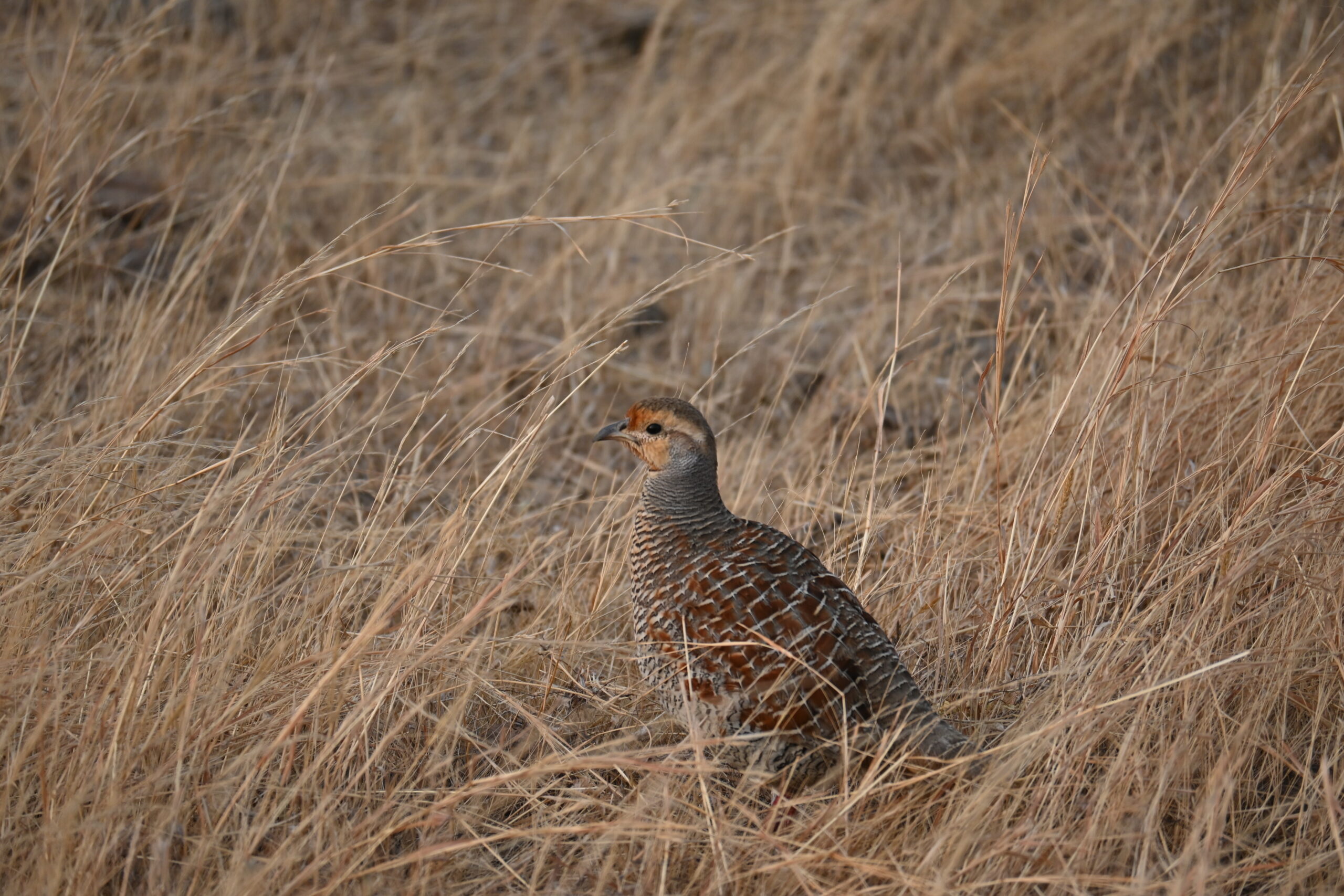 Grey Francolin standing alert in dry grass Kadbanwadi Bhigwan bird sanctuary Maharashtra