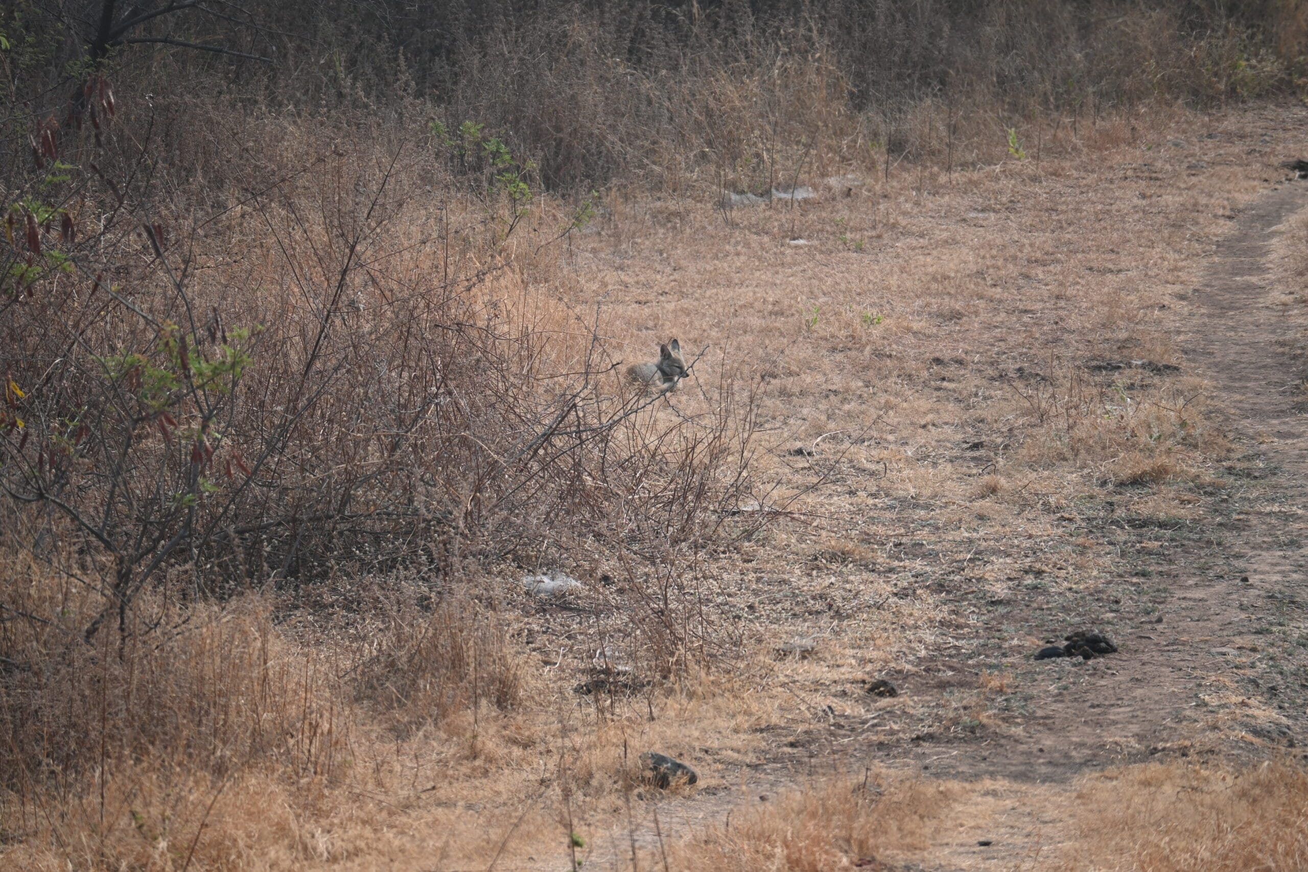 Open grassland at Bhigwan — prime Indian Fox (Vulpes bengalensis) habitat — © TravelOnTales / Nikon Z50