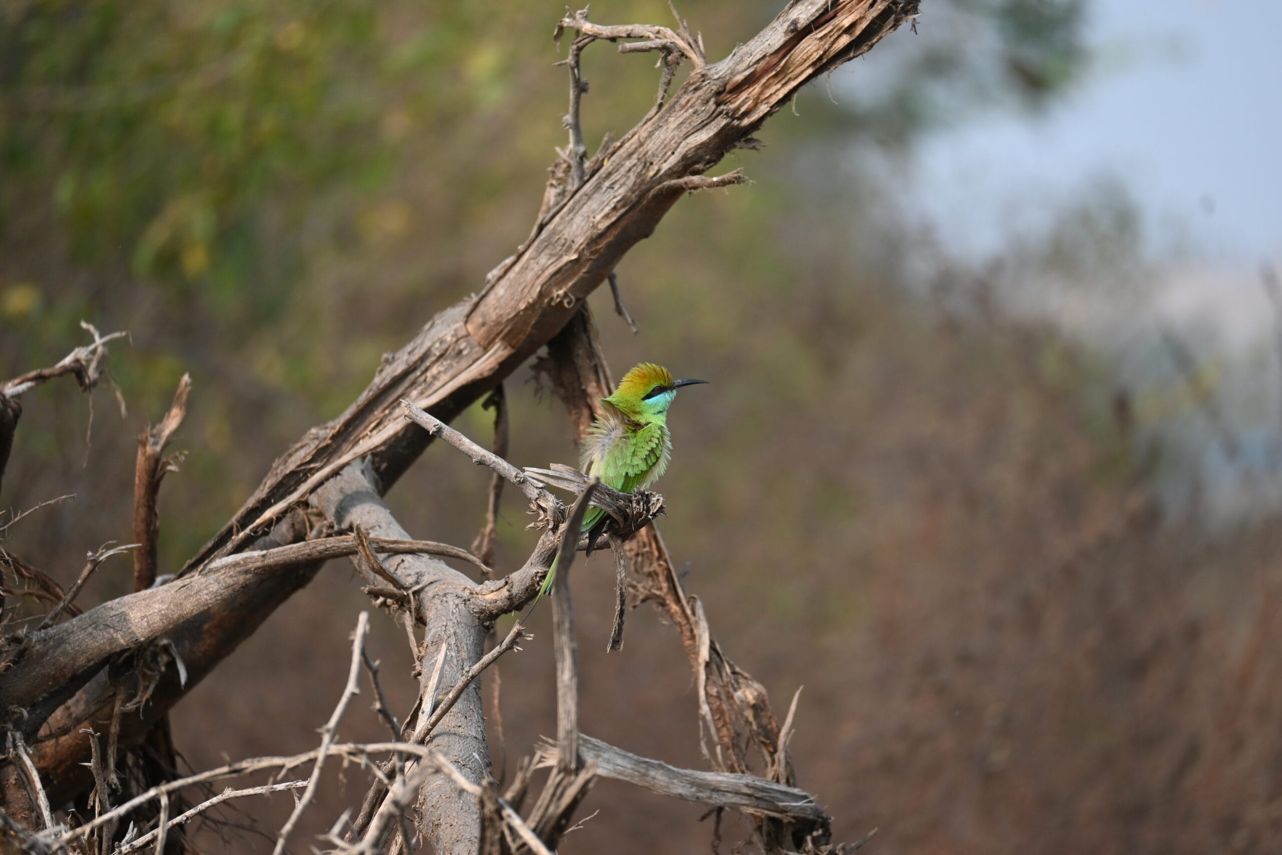 Green Bee-eater perched on a dry branch in Bhigwan, Maharashtra
