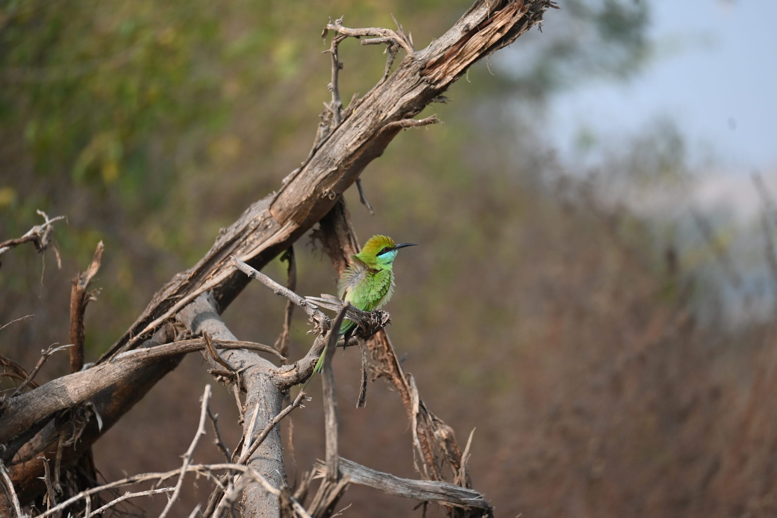 Wildlife scene from Bhigwan birding habitat in Maharashtra