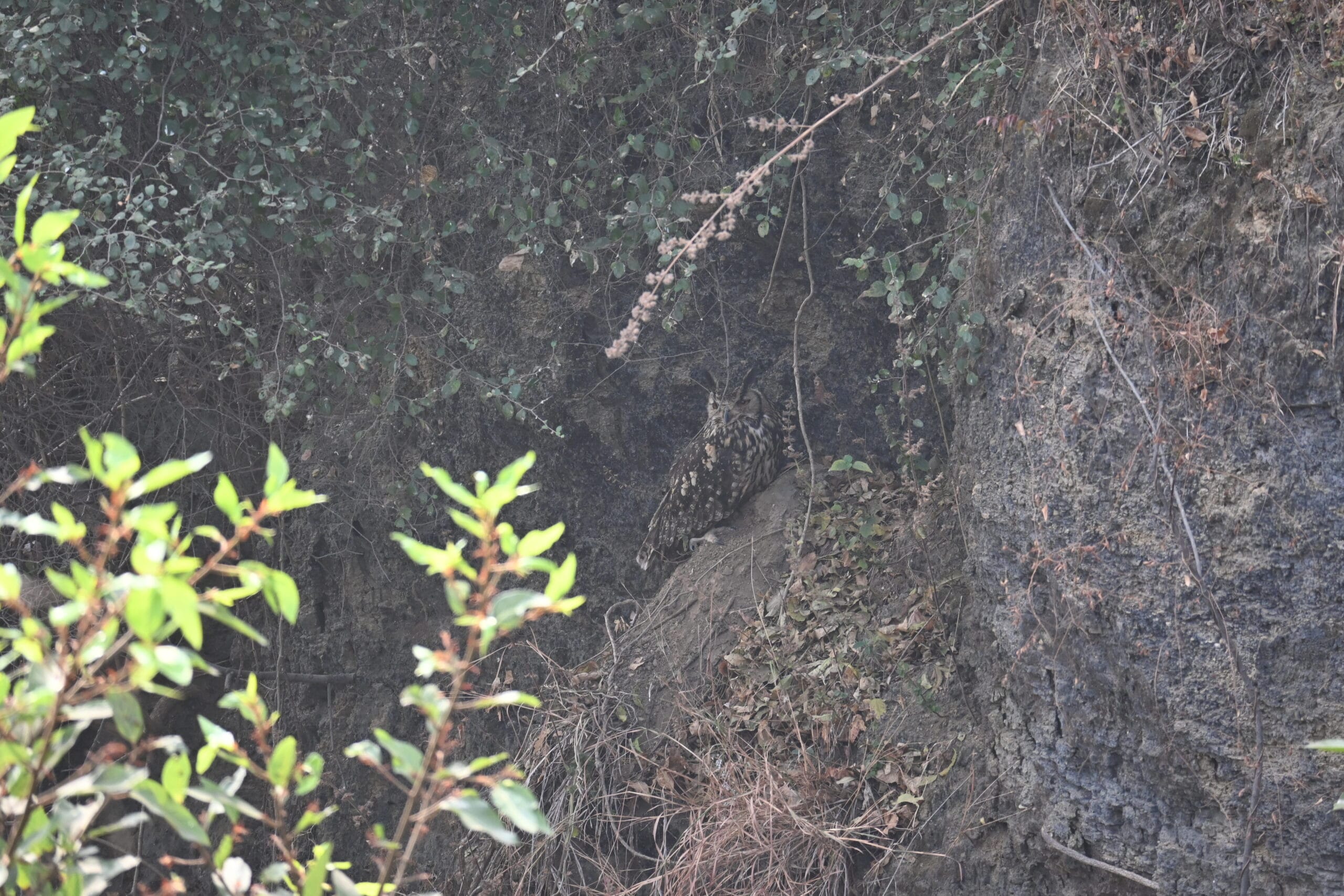 Rock Eagle-Owl blending into dark basalt rock at Bhigwan, showing how its brown streaked feathers match the rock surface — camouflage photography by Prashant Gupta, TravelOnTales