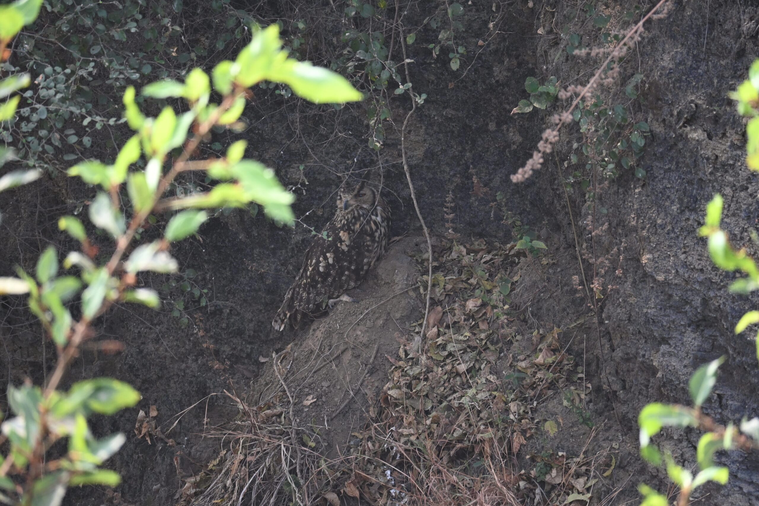 Close-up of Rock Eagle-Owl (Bubo bengalensis) face and talons showing roosting posture at Bhigwan Bird Sanctuary — body language and behaviour photography by Prashant Gupta on Nikon Z50