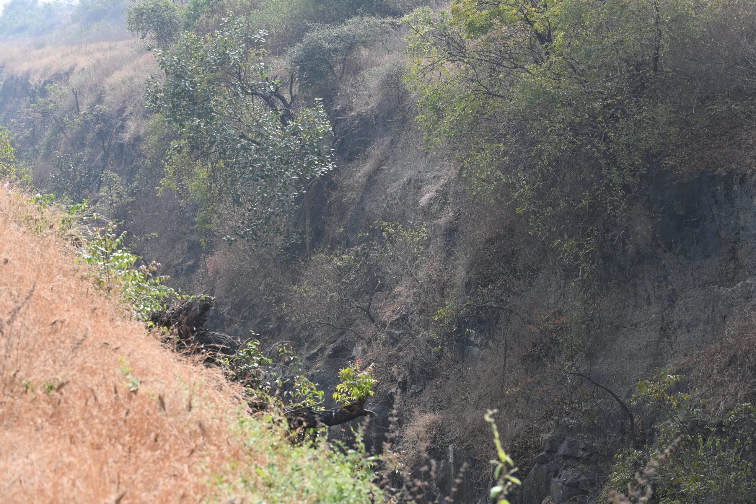 Rock Eagle-Owl at Bhigwan photographed from a safe distance showing the full rock crevice roost site — wildlife photography approach technique, Nikon Z50, TravelOnTales